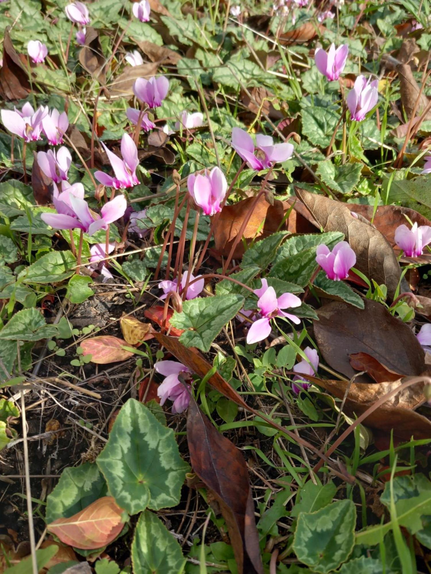 Cosne-sur-LoireLes Cyclamens 1アパートメント エクステリア 写真